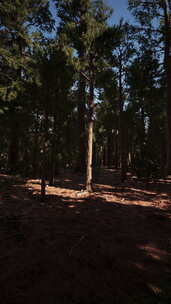 约塞米蒂国家公园的红杉树