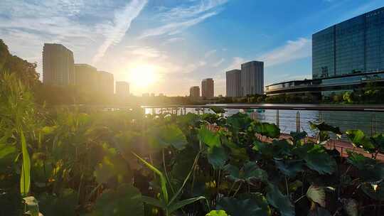 上海五龙湖公园城市绿化带花坛