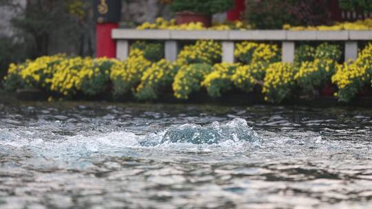 济南天下第一泉景区，趵突泉三股泉水喷涌视频素材模板下载