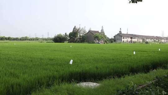 蓝天白云下大面积绿色的稻田高清视频素材模板下载