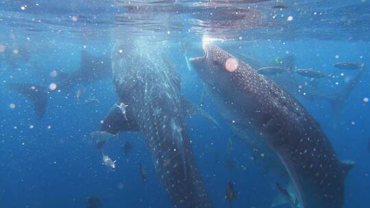 鲸鱼从水下浮出水面视频素材模板下载