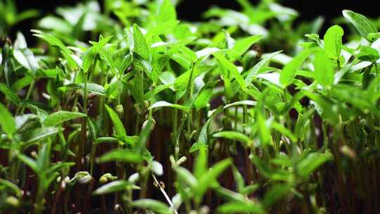 种子发芽 种子破土而出 植物生长延时