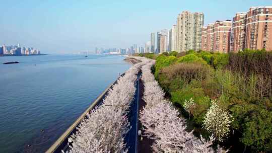 杭州滨江樱花跑道