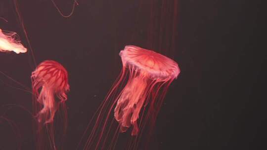 哈尔滨极地公园水母的优雅舞动画面
