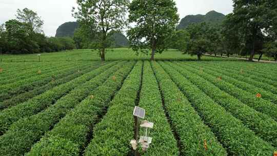 广西桂林尧山茶园