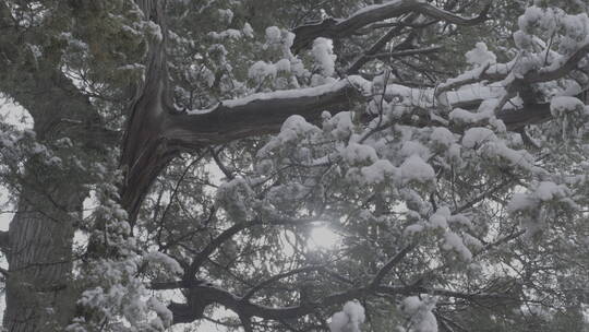 北京雪景 北京下雪