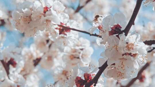 蜜蜂在杏树上飞来飞去，从花中收集花粉