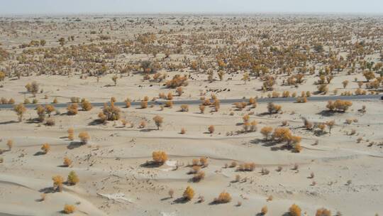 新疆塔克拉玛干沙漠胡杨林自然风光视频素材模板下载