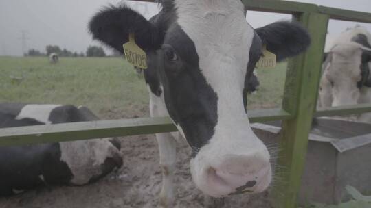 奶牛养殖LOG视频素材