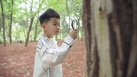小男孩拿着放大镜观察树木