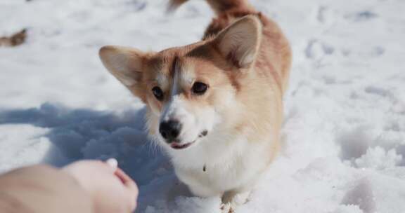 一只在雪地里玩耍的柯基犬