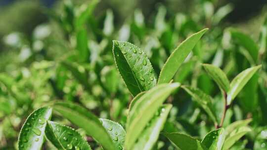 茶山茶园红茶绿茶茶叶种植