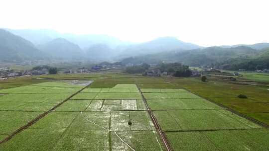 中药材种植 药材基地 泽泻种植基地 中药