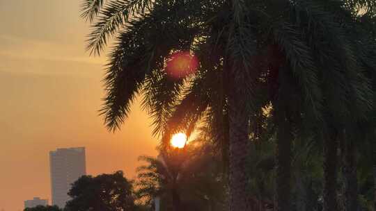 城市夕阳唯美风景日落黄昏晚霞阳光树叶日出