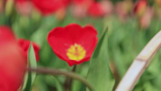 春天郁金香花丛盛开画面特写