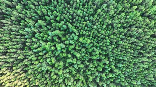 松树林俯拍树林航拍森林绿色植被山间林地视频素材模板下载