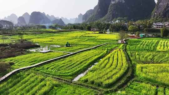 美丽乡村油菜花航拍