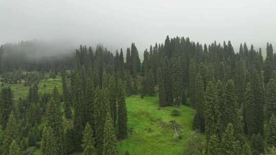 航拍新疆伊犁库尔德宁云杉林夏季雨后风景