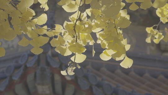 北京秋天 古建筑秋景 秋天银杏