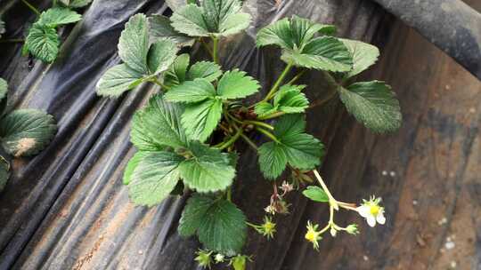 草莓大棚 草莓种植 草莓种植技术  草莓基地