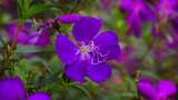 花园唯美紫色花朵高清在线视频素材下载