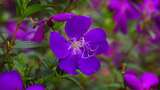 花园唯美紫色花朵高清在线视频素材下载