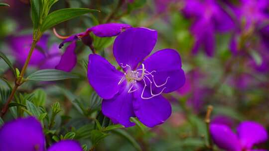 花园唯美紫色花朵
