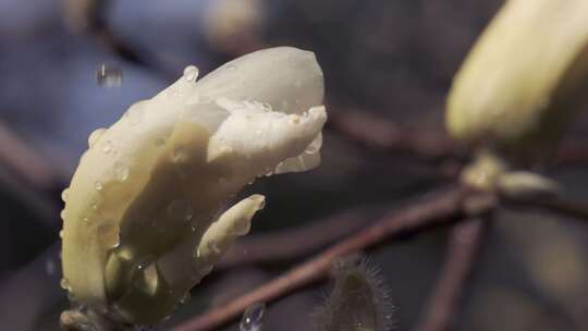 5K-玉兰花开，玉兰花实拍素材，玉兰花盛开视频素材模板下载