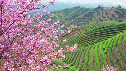 杭州富阳拔山春天樱花茶园风景航拍