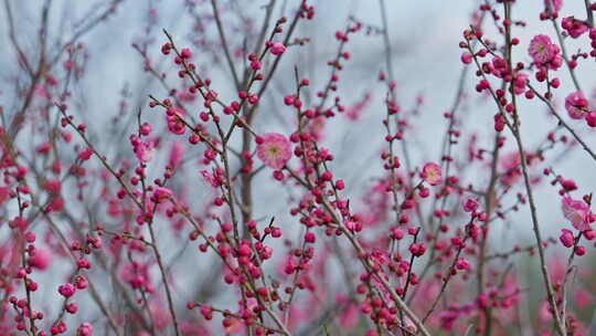 晴朗天气下西溪湿地盛开的梅花树