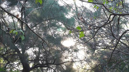 树林阳光穿透树叶风吹森林中穿行树丛大自然