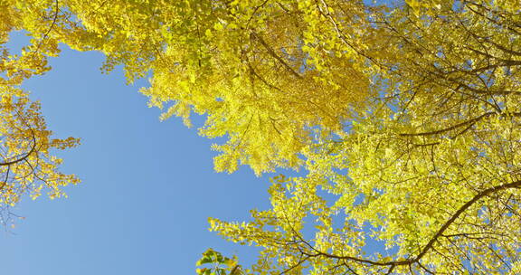 仰拍蓝天下的金黄银杏树
