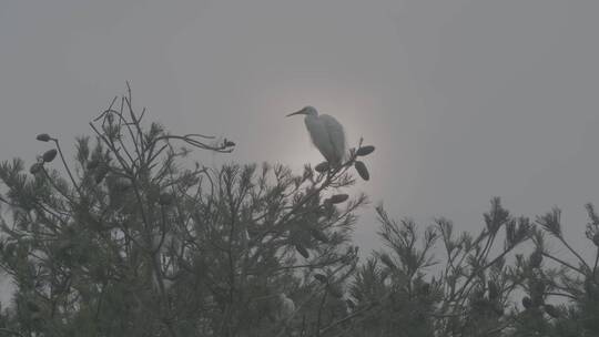 白鹭苍鹭栖息地LOG