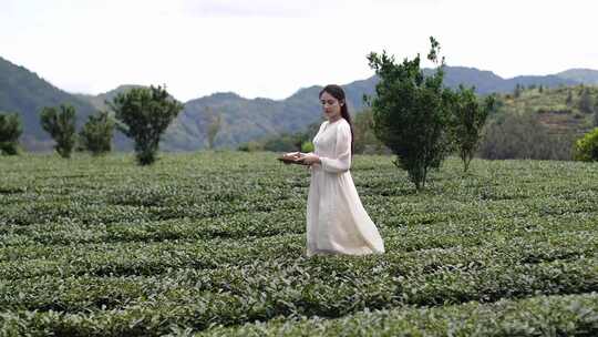 采茶喝茶