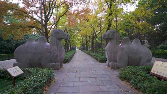 南京明孝陵景区石象路骆驼雕塑慢镜头素材