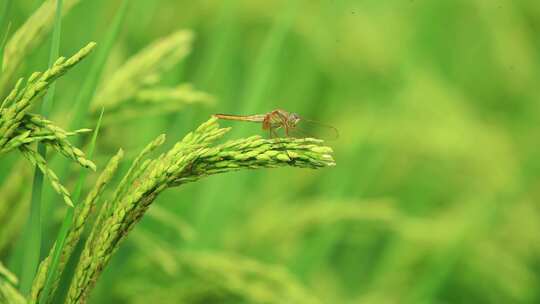 农村水稻稻穗上停着蜻蜓 绿色 昆虫 蜻蜓视频素材模板下载