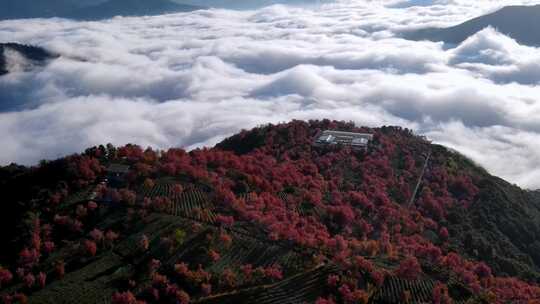 中国云南大理无量山樱花谷日出云海航拍