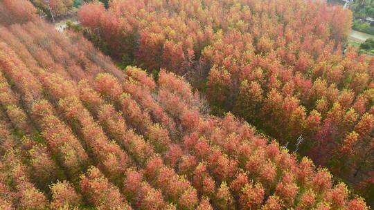深秋秋天红枫叶航拍风景视频素材模板下载