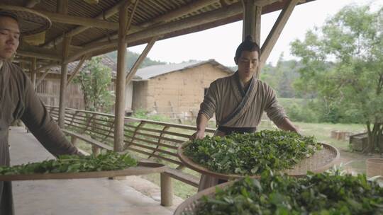 采茶 茶叶 制茶