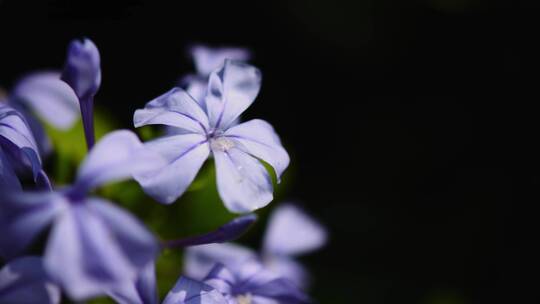 蓝紫色的花朵特写镜头