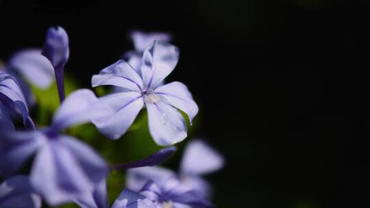 蓝紫色的花朵特写镜头视频素材模板下载