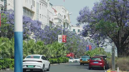 街道两旁蓝花楹与车辆景象