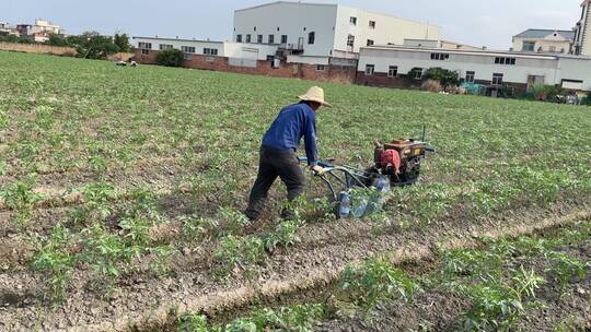 种植西红柿农耕菜田4K实拍视频