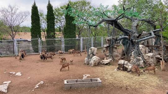 济南野生动物园