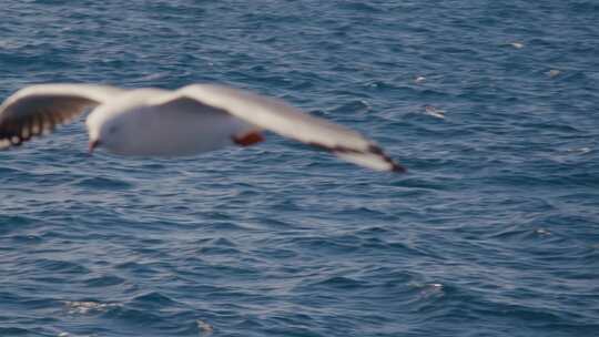 海鸥在海面飞翔升格