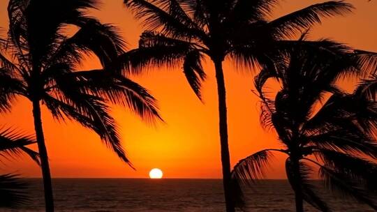 日落时热带棕榈树
