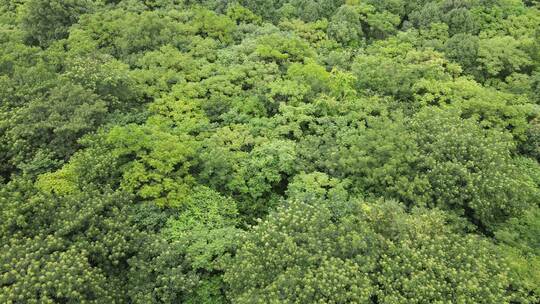 大自然茂密绿色植物森林航拍