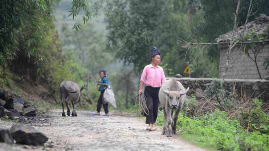 少数民族春耕播种牛犁田的场景