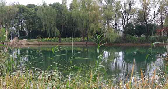 秋天苏州虎丘湿地公园生态景观