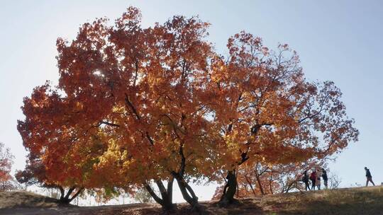 4K高清实拍秋季枫叶枫树林老树